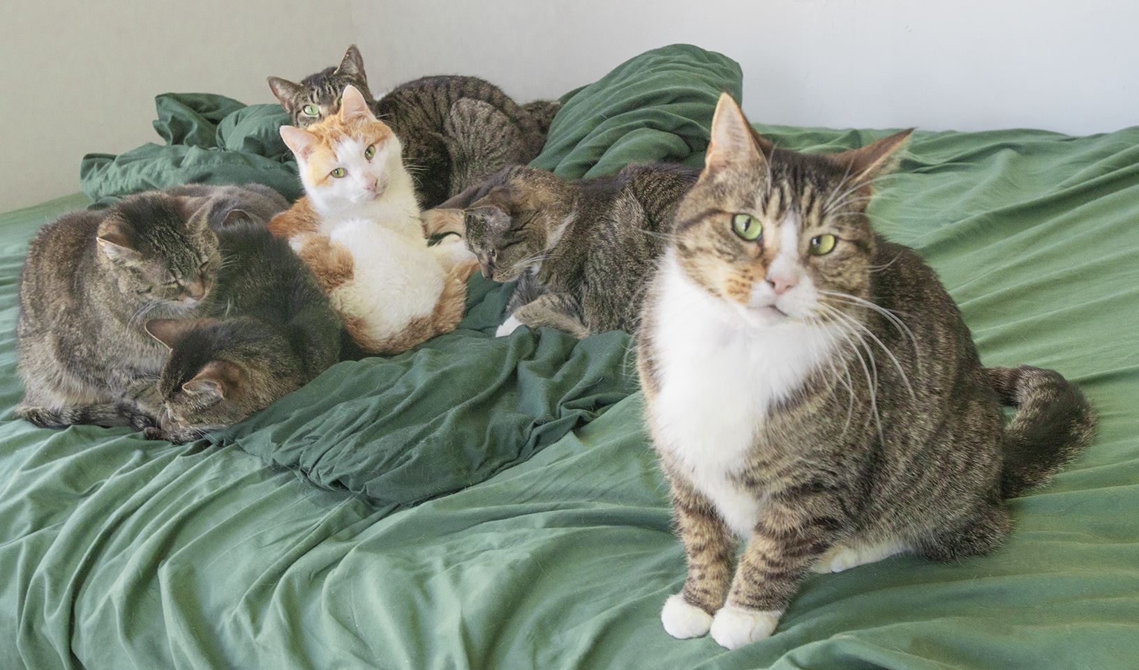 Senior Pet Home New York cat photo